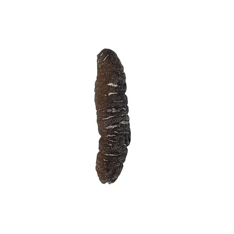On Kee 25-30 pcs/ Catty South Pacific Sand Fish Sea Cucumber 300G