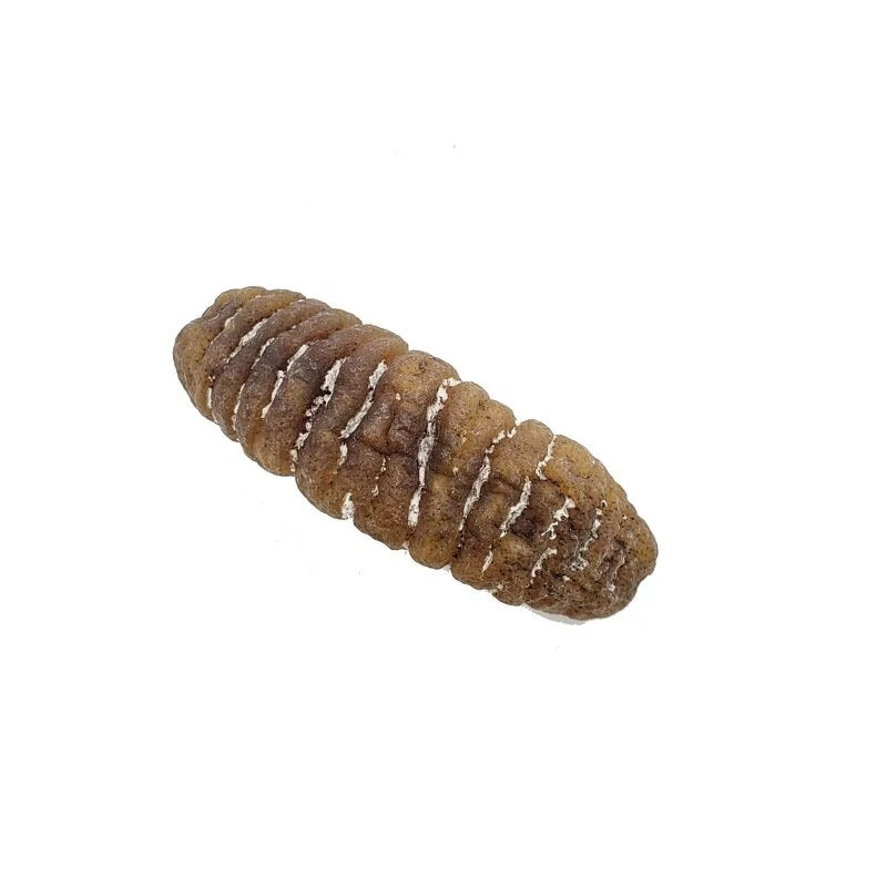 On Kee 15-18 pcs/ Catty Australia Sand Fish Sea Cucumber 300G