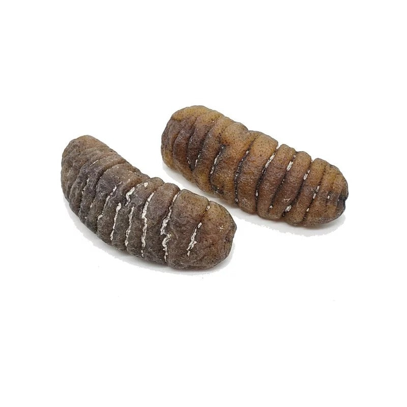 On Kee 15-18 pcs/ Catty Australia Sand Fish Sea Cucumber 300G